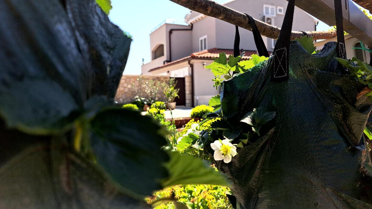 Durovici Dubrovnik Airport Apartment Tea מראה חיצוני תמונה